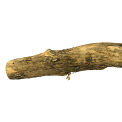 Birrdeeez Natural Sekelbos Perch 50cm 7 Birrdeeez Natural Sekelbos Perch 50cm -Vogelvoer Winkel 279166