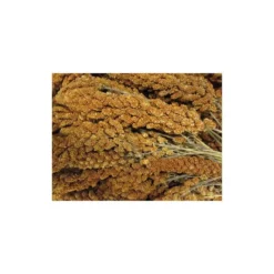 Tijssen Goed Voor Dieren Trosgierst Frans Rood