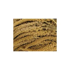 Tijssen Goed Voor Dieren Trosgierst Franse Geel. 25 Kg